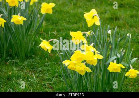 Amaryllidaceae, in, Spring, Garden, Lawn, Yellow, Daffodils, Narcissus, Blooming Stock Photo