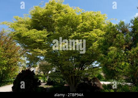 Japanese Zelkova, Tree, Zelkova serrata 'Variegata' in Garden, Spring, Japanese Grey-Bark Elm Stock Photo