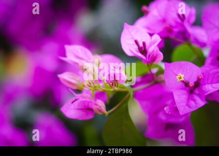 Blur background  green blue red texture to our world Stock Photo