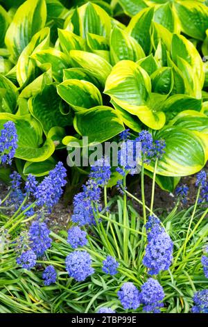 Plantain Lily, Spring, Funkia, Hosta, Grape Hyacinth, Muscari, Mixed, flowering, plants in Garden Blue green Stock Photo