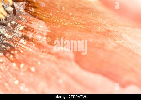 Abstract background in peach fuzz color, close up of flower. Golden pollen on petal texture. Soft focus. Stock Photo