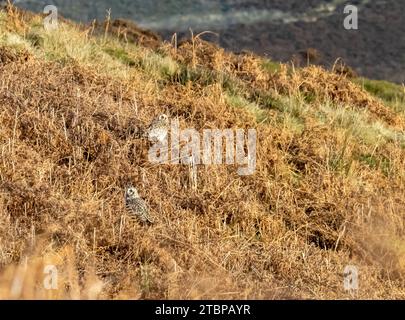 Two Short Eared Owls, Asio flammeus perched on bracken onmoorland above the Duddon Estuary, Cumbria, UK. Stock Photo