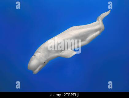 Beluga Whale (Delphinapterus leucas), Mystic Aquarium Institute For Exploration, Mystic, Connecticut, United States of America Stock Photo