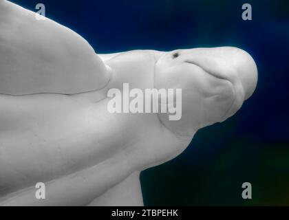 Beluga Whale (Delphinapterus leucas), Mystic Aquarium Institute For Exploration, Mystic, Connecticut, United States of America Stock Photo