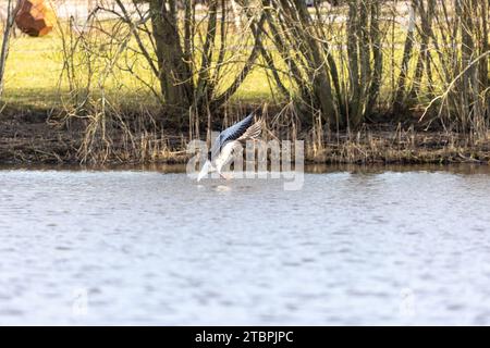 a goose gliding gracefully over a still lake its wings spread wide in a majestic pose 2tbpjpc