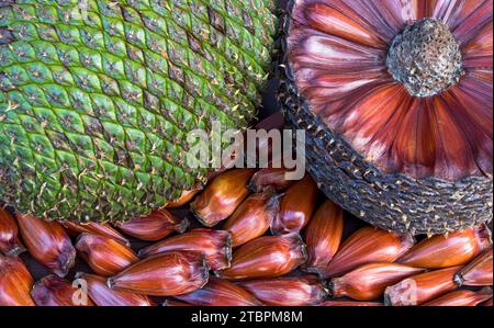 Two araucaria pine cone from Brazil with pine nuts on a wooden table top with blurred background Stock Photo