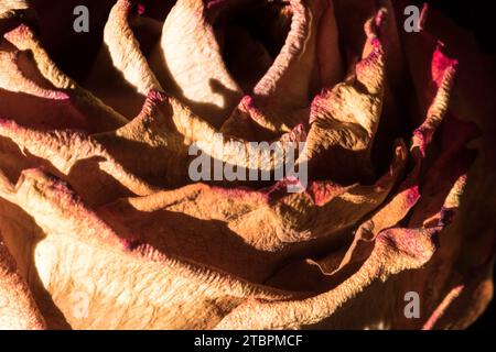 A close-up shot of a white plate holding a fresh, pink rose on a wooden table Stock Photo