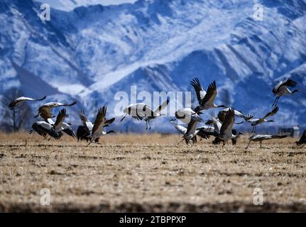 Lhasa. 8th Dec, 2023. This photo taken on Dec. 8, 2023 shows black-necked cranes flying near snow-covered mountains in Lhasa, southwest China's Xizang Autonomous Region. Credit: Jigme Dorje/Xinhua/Alamy Live News Stock Photo