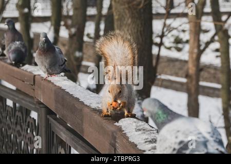 Fluffy red squirrel eats hazelnut in company of curious pigeons. Animals in the winter city park. Selective focus on squirrel Stock Photo