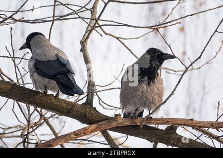 Pair of crows sitting on the tree branch. Birds in the city park Stock Photo