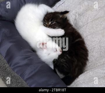 Two One Month Old Turkish Angora Cross Kittens one white one Tabby Laying in Cat Bed Keeping Each other Warm Surrey England Stock Photo