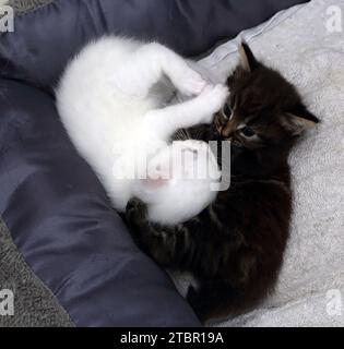 Two One Month Old Turkish Angora Cross Kittens one white one Tabby Laying in Cat Bed Keeping Each other Warm Surrey England Stock Photo