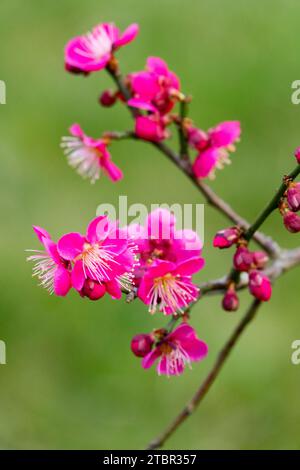 Rose, Colour of blossoms on Twig, Winter, flowering, Plant, Prunus mume Beni Chidori Stock Photo