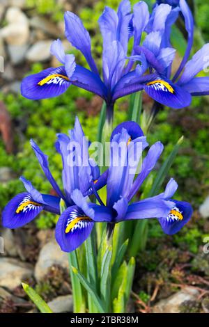 Reticulated Irises in February rockery Stock Photo