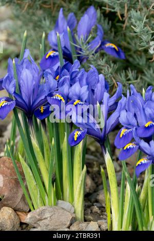 Reticulated Iris in Garden Stock Photo