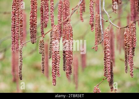 Red Filbert Corylus maxima 'Rote Zeller' Aments February flowering Shrub Catkins Branch Blooming Plant twigs blooms On branches long Flower Garden Stock Photo