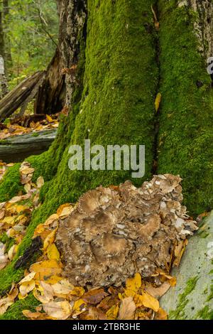 Hen-of-the-woods - Grifola frondosa Stock Photo