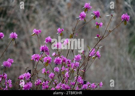 Rhododendron dauricum, Winter, flowering, Bush, Blooming, Shrub, Season, Garden Midwinter Stock Photo