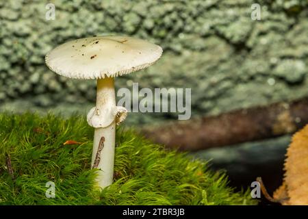 False Death Cap - Amanita citrina Stock Photo