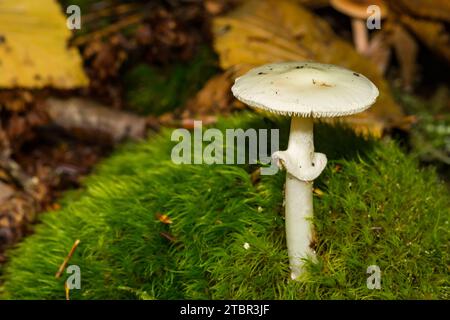 False Death Cap - Amanita citrina Stock Photo