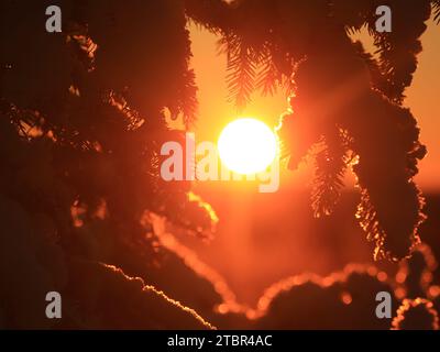 Orange evening sun shining through spruce tree in winter. Stock Photo
