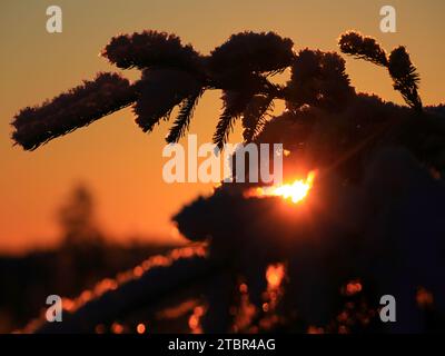 Orange evening sun shining through spruce tree in winter. Stock Photo