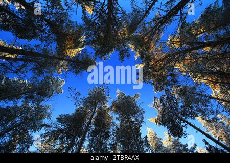 Upward view inside a pine forest with blue sky and sunlight. Stock Photo