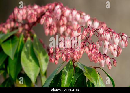 Light, Pink, Japanese, Pieris japonica, February, Flower, Plant, Winter, Blooming Stock Photo