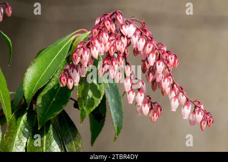 Late February blooming shrub, winter flowering plant Japanese andromeda, Lily of the Valley Shrub, Japanese Pieris japonica 'Dorothy Wyckoff' pink Stock Photo