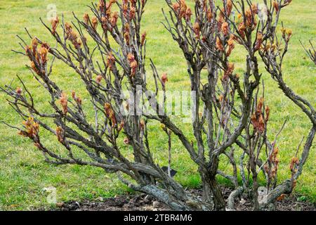 Chinese tree peony in winter garden Paeonia x suffruticosa Peonies shoots Peony woody stems Stock Photo