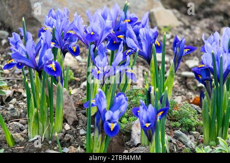 flowering, irises in Garden, Winter, Flowers, Blue, Iris 'Harmony' Reticulated Iris Stock Photo