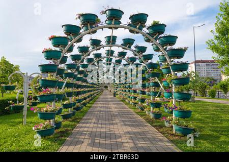 GROZNY, RUSSIA - JUNE 14, 2023: Arch-alley in the Flower Park on a June morning Stock Photo