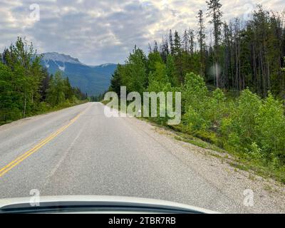 A deer walking alongside of the Maligne Lake Road near Jasper, Alberta ...