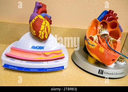 Models of the human heart in one of the exam rooms at  THE CARDIAC & VASCULAR INSTITUTE IN GAINESVILLE, FLORIDA. Stock Photo
