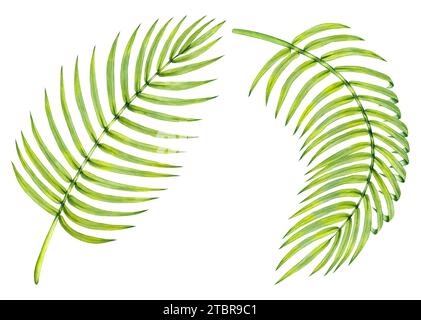 Watercolor tropical leaves of date palm. Tropical palm branches with long thin leaves isolated hand drawn on a white background. Leaves for designing Stock Photo