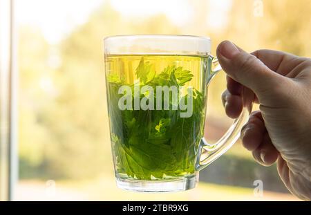 Person hand holding herbal tea made of dry Urtica dioica, known as common nettle, burn nettle or stinging nettle leaves in clear glass cup. Stock Photo