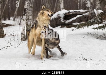 Black Phase Grey Wolf (Canis lupus) Snaps at Packmate Winter - captive animals Stock Photo