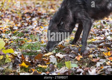 Black-Phase Grey Wolf (Canis lupus) Sniffs at Ground Autumn - captive animal Stock Photo