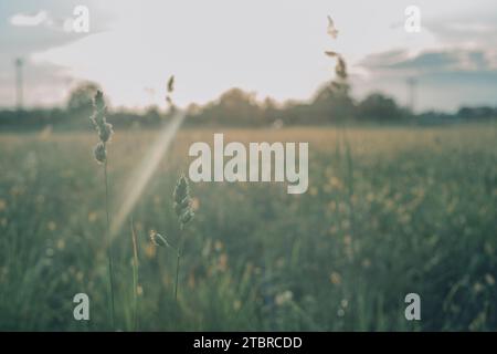 Green wheat field close up. Spring countryside scenery. Beautiful nature landscape. Juicy fresh ears of young green wheat. Agriculture scene. Abstract blurred background Stock Photo