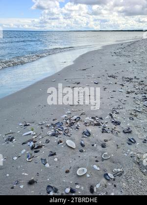 Germany, Mecklenburg-Western Pomerania, peninsula Fischland-Darß-Zingst, Prerow, mussels and seaweed on sandy bottom along the Baltic coast Stock Photo