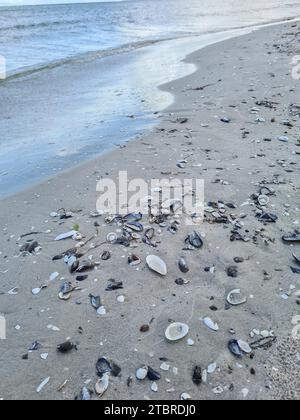 Germany, Mecklenburg-Western Pomerania, peninsula Fischland-Darß-Zingst, Prerow, mussels and seaweed on sandy bottom along the Baltic coast Stock Photo