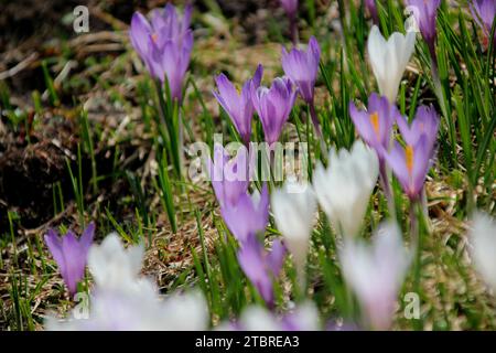 Spring crocuses, Crocus vernus ssp. albiflorus, crocus meadow, Stock Photo