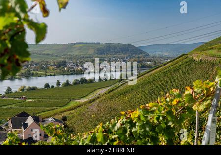 View of the autumnal vineyards and the wine village of Longuich on the Moselle. Stock Photo