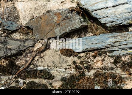 Two lizards on a natural stone wall made of slate in the Schweich vineyards. Stock Photo
