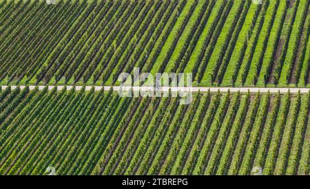 Two cyclists on the vineyard-lined cycle path between Schweich and Longuich. Stock Photo