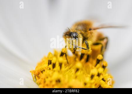 Western honey bee, Apis mellifera Stock Photo