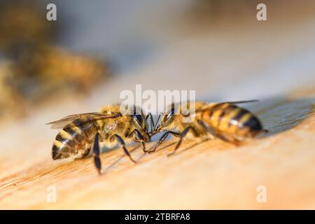 Western honey bees, Apis mellifera, beehive Stock Photo