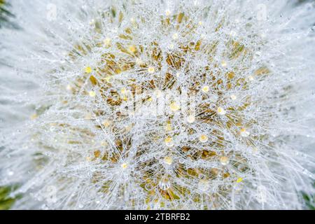 Common dandelion, Taraxacum officinale Stock Photo