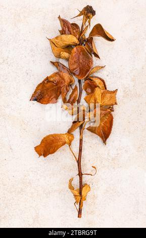 Dried rose on a light background, floral still life Stock Photo