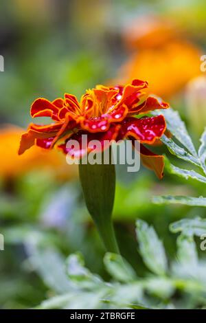 French marigold (Tagetes patula hybride), bright yellow orange red flower, raindrops Stock Photo